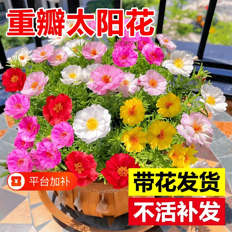 重瓣太阳花盆栽绿植客厅大花老桩玫瑰花苗桂花四季开花室内好养花