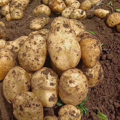 当季新土豆高山新鲜农家