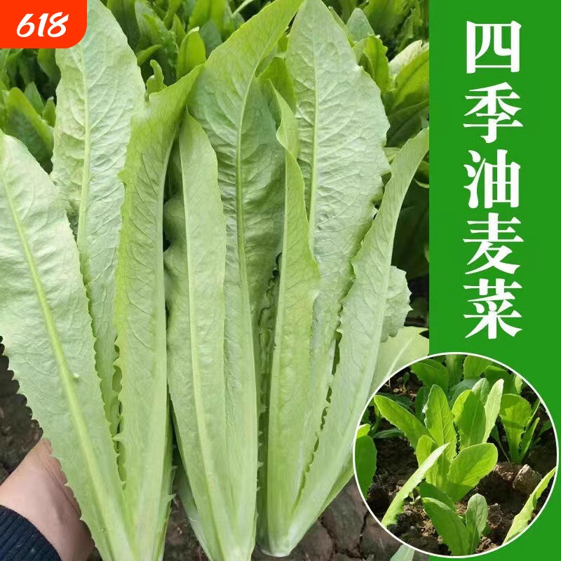 四季油麦菜种子春秋青菜阳台盆栽香菜小葱萝卜辣椒种子贝贝奶油