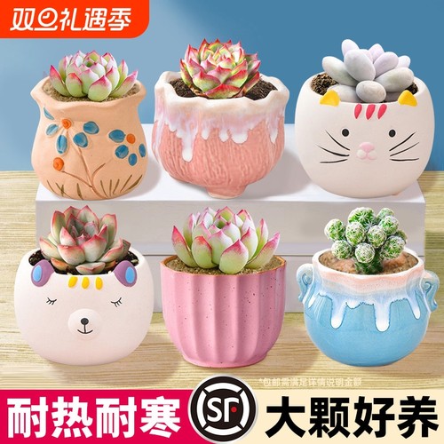 多肉植物室内小盆栽大颗好养陶瓷盆带土组合批发仙人掌球绿植花卉