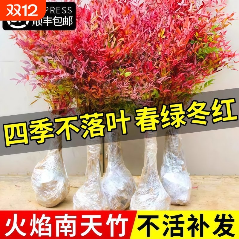 火焰南天竹盆栽客厅树苗室内植物盆景室外庭院耐寒竹子苗花卉绿植