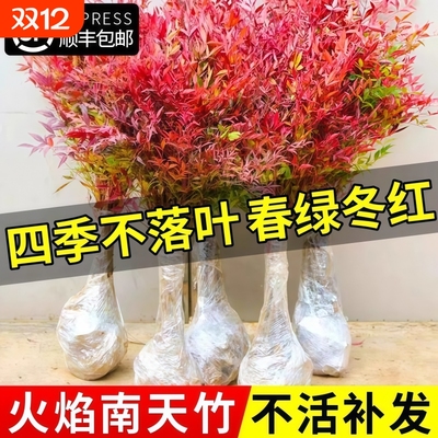火焰南天竹盆栽客厅树苗室内植物盆景室外庭院耐寒竹子苗花卉绿植