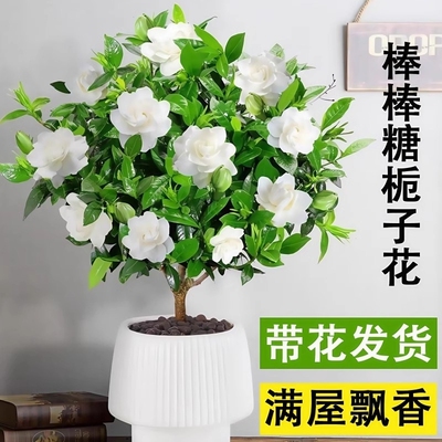 棒棒糖栀子花盆栽花卉绿植好养四季开花带花苞植物室内水培阳台