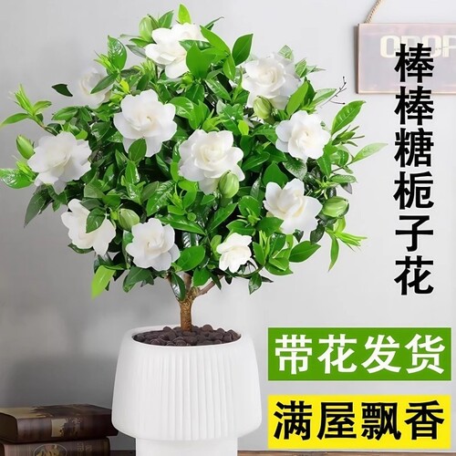 棒棒糖栀子花盆栽花卉绿植好养四季开花带花苞植物室内水培阳台