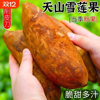 云南天山雪莲果新鲜水果当季现挖脆甜红心黄心雪连果孕妇水果脆甜