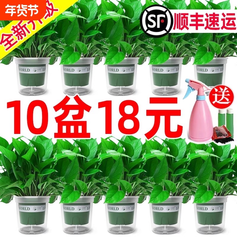 绿萝盆栽办公室内客厅大花盆吸除甲醛绿箩植物新房搬家好养活四季