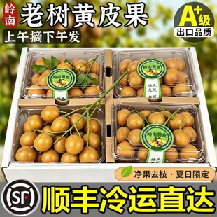 黄皮果新鲜【顺丰到家】正宗广东郁南鸡心老树大果现摘现发非无核