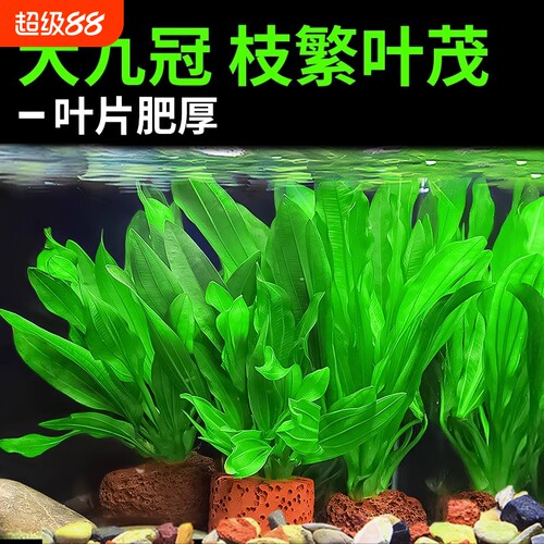 大叶九冠水草鱼缸造景阴性植物