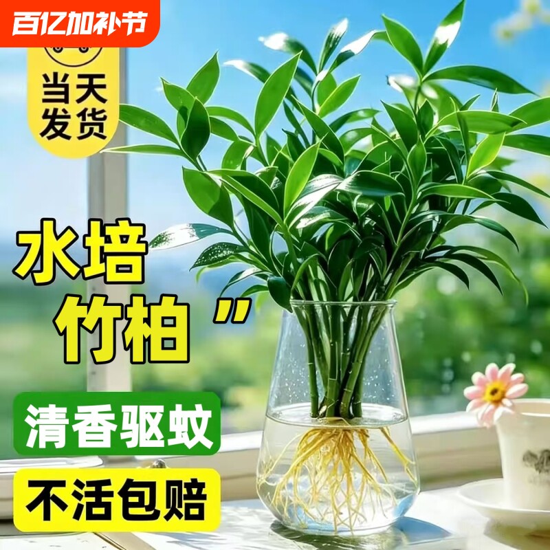竹柏水培植物室内水养富贵竹绿植花卉盆栽办公室四季常青客厅驱蚊