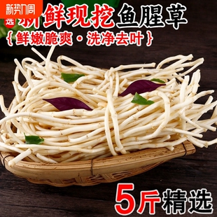 现挖鱼腥草新鲜折耳根嫩根节节根自种四川贵州湖北凉拌菜当季 蔬菜