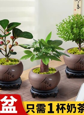 小叶赤楠盆栽菩提树盆景办公室内发财树文竹绿植物好养除甲醛绿萝