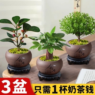 小叶赤楠盆栽菩提树盆景办公室内发财树文竹绿植物好养除甲醛绿萝