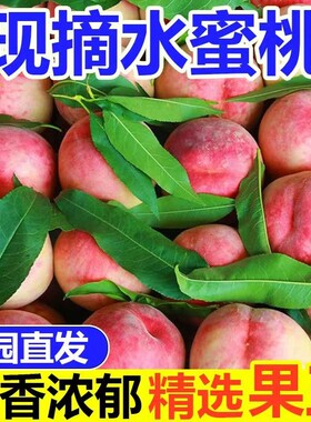 桃子正宗水蜜桃毛桃新鲜应季孕妇水果现摘脆桃脆甜蜜桃整箱批发