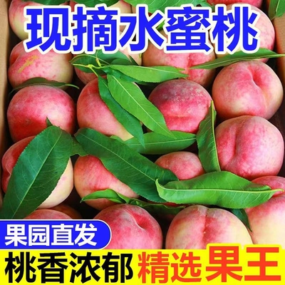 桃子正宗水蜜桃毛桃新鲜应季孕妇水果现摘脆桃脆甜蜜桃整箱批发