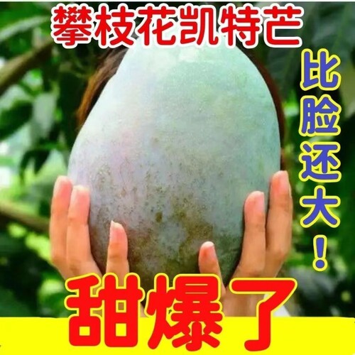 四川攀枝花凯特芒新鲜水果现摘当季整箱包邮特大青皮芒果大芒