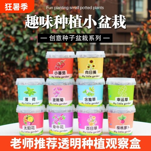 向日葵种子套装|超2.1万次加购