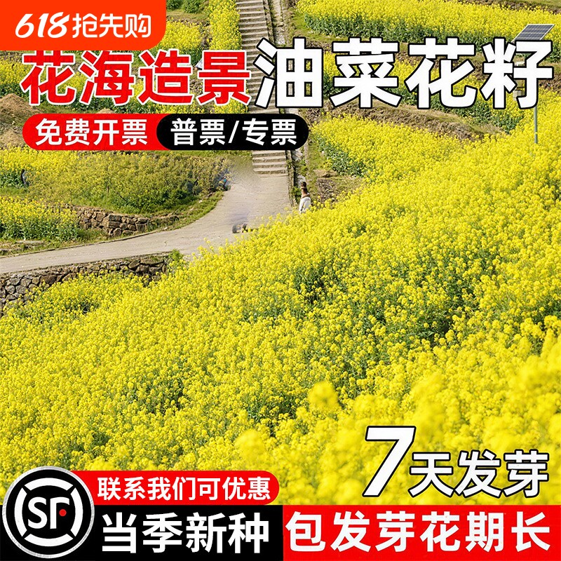 油菜花种子耐寒耐旱室外观赏食用高产春油菜花籽榨油菜籽花海种籽