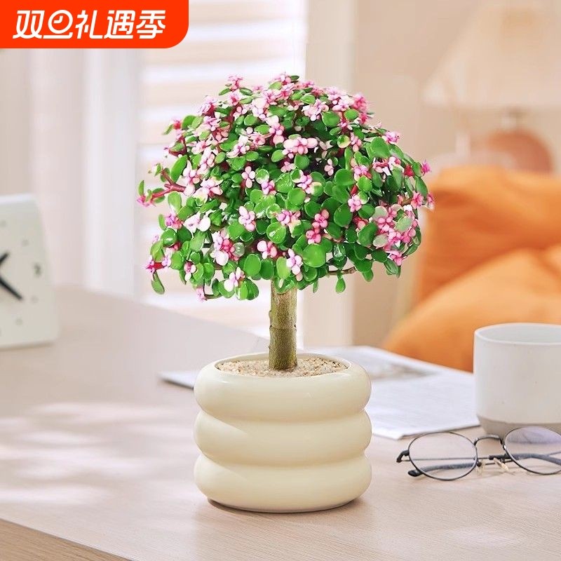 金枝玉叶多肉花植物带盆室内好养肉肉小盆栽雅乐之舞多肉老桩大颗