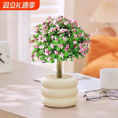 金枝玉叶多肉花植物带盆室内好养肉肉小盆栽雅乐之舞多肉老桩大颗