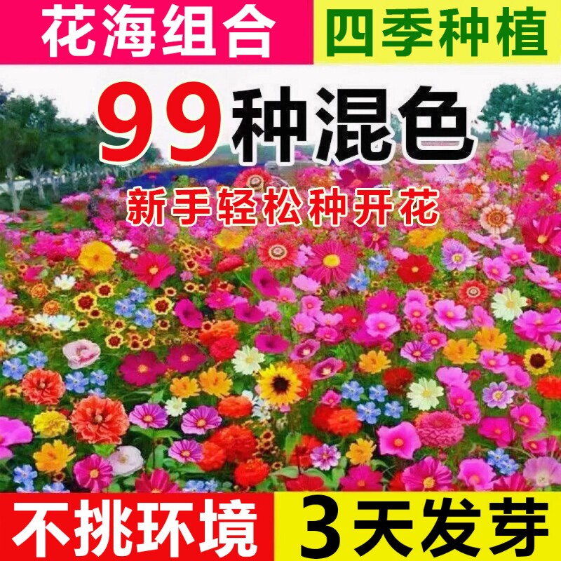 野花组合花种子四季播种室外矮生花种籽子开花庭院格桑花种孑大全
