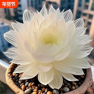 新品爆款白娘子白莲花玉露组合多肉新手植物盆栽好养室内水晶阳台