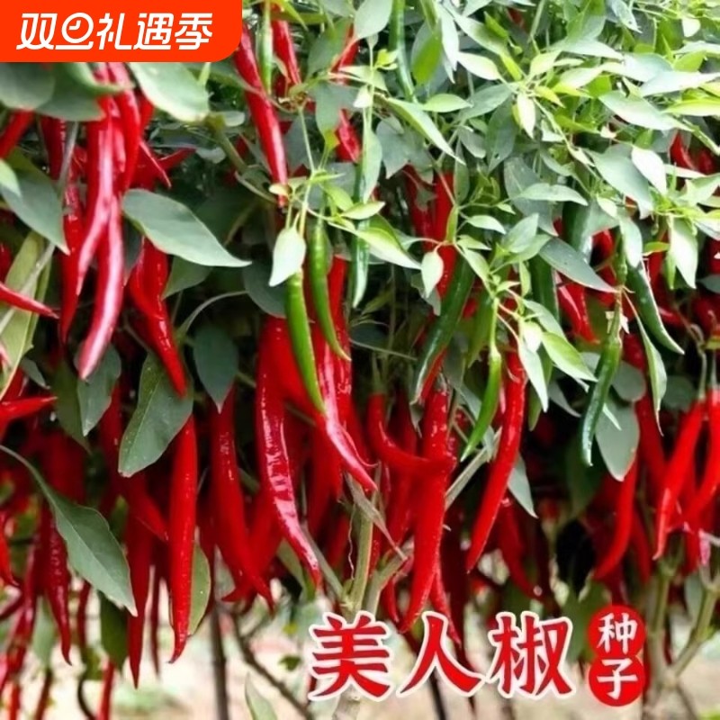 美人椒种子大果羊角青椒尖椒辣椒苗种籽微辣新品种春季蔬菜孑