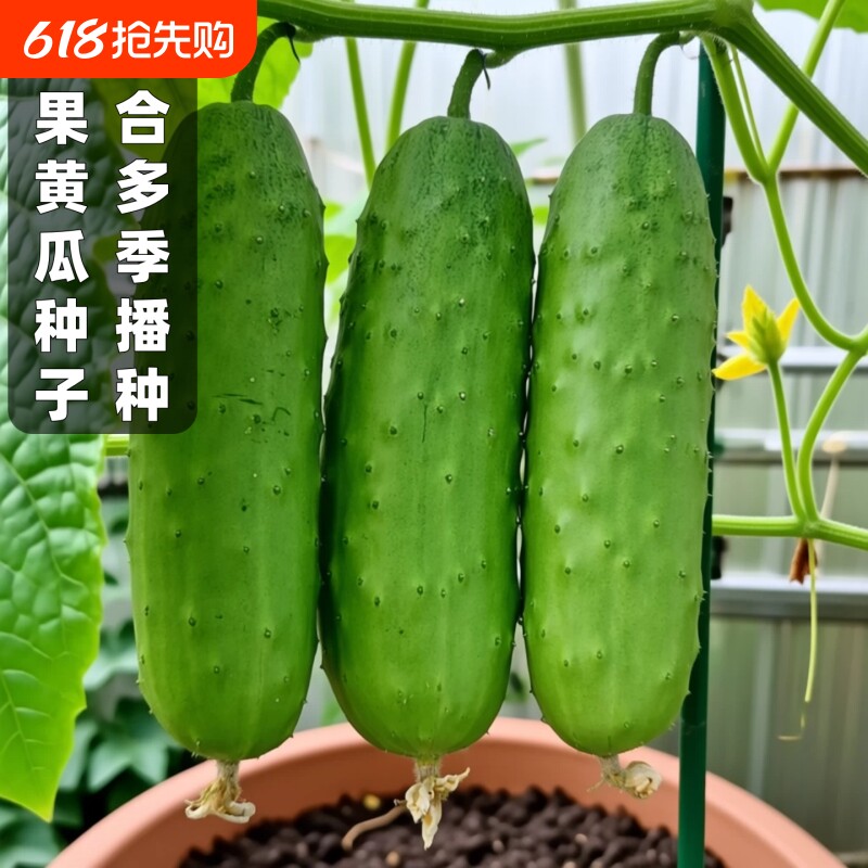水果黄瓜种子适合多季种植水果种子蔬菜种籽庭院大田播种阳台盆栽