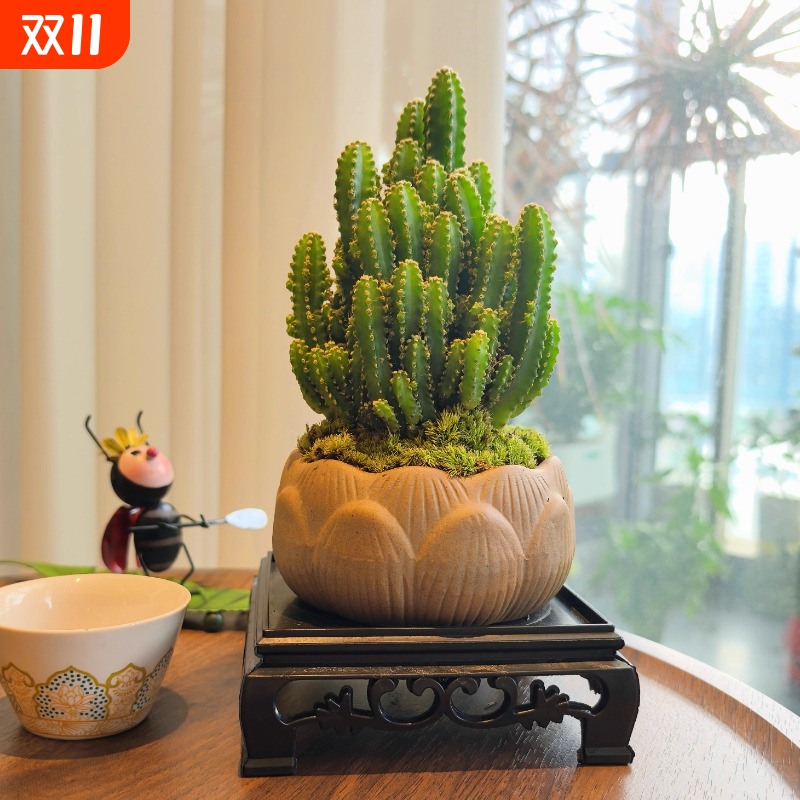 万重山盆景室内盆栽绿植花卉仙人掌四季好养多肉类植物仙人球客厅