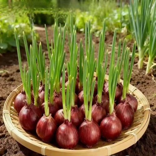 大甩卖葱头正宗东北干毛葱头耐寒火葱可吃可种便宜食用阳台