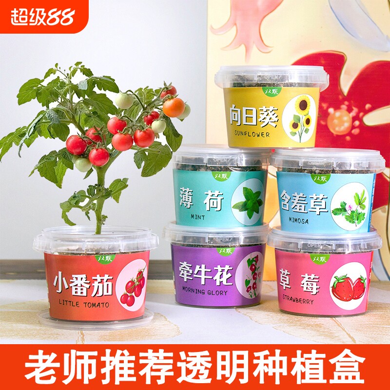 儿童种植小盆栽向日葵太阳花种子迷你植物幼儿园作业趣味小礼物