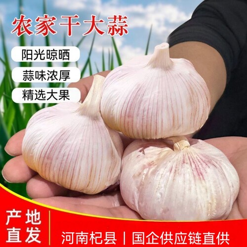 白皮大蒜新干蒜蒜瓣新鲜农家直发