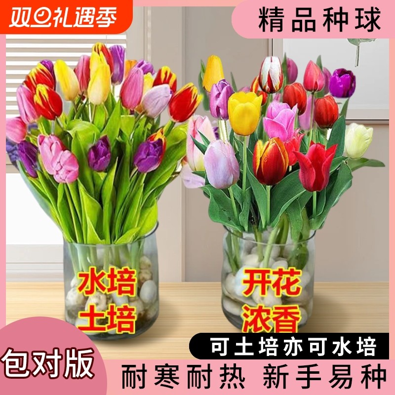 可土培水培郁金香种球室内阳台盆栽室外庭院地载耐寒耐热花卉绿植