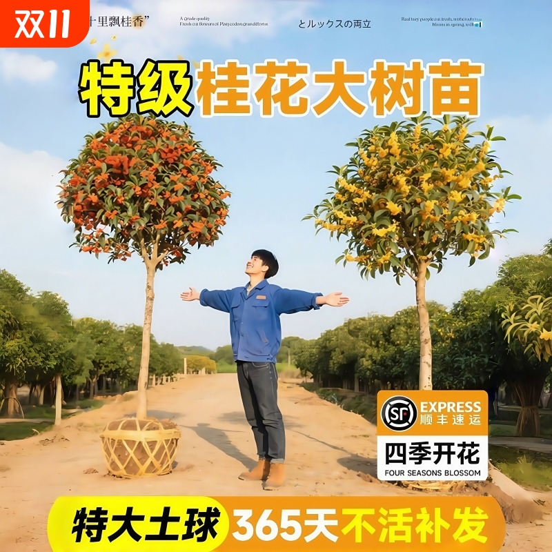 桂花树苗盆栽四季桂金桂庭院地栽老桩绿植物大树耐寒室内花卉浓香