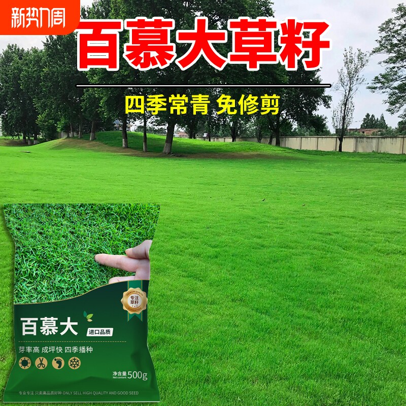 百慕大草籽进口矮生护坡固土生态复绿工程绿化耐践踏四季常青种子