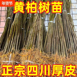 【四川发货】大叶厚皮黄柏树苗厚皮川黄柏黄柏树苗基地批发包邮