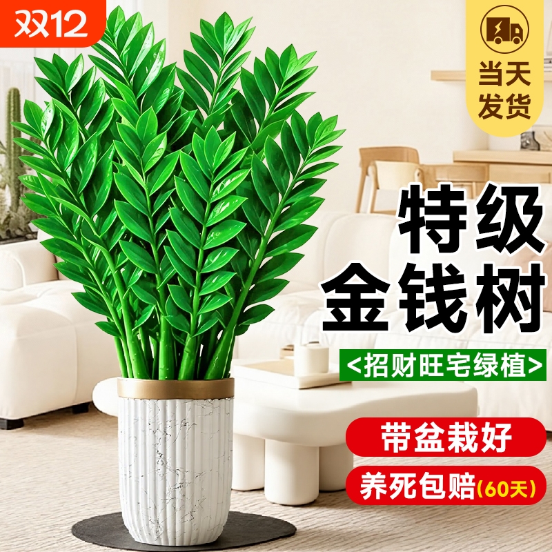 办公室内大型好养绿植旺宅树乔迁