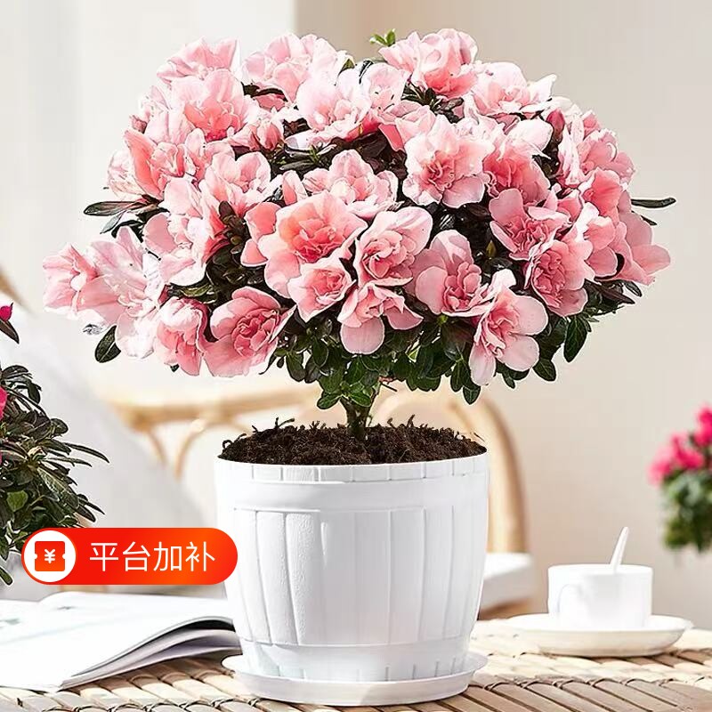 杜鹃花盆栽带花苞花卉小苗客厅鲜花大花苗绿植物室外阳台四季开花
