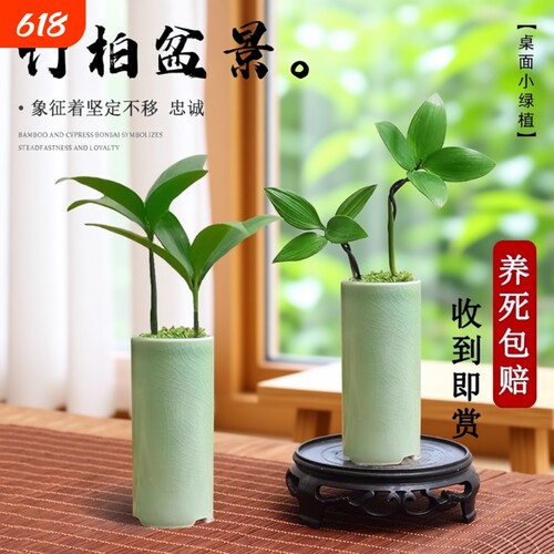 竹柏盆景迷你小盆栽驱蚊水培植物花卉办公室内桌面禅意绿植微景观