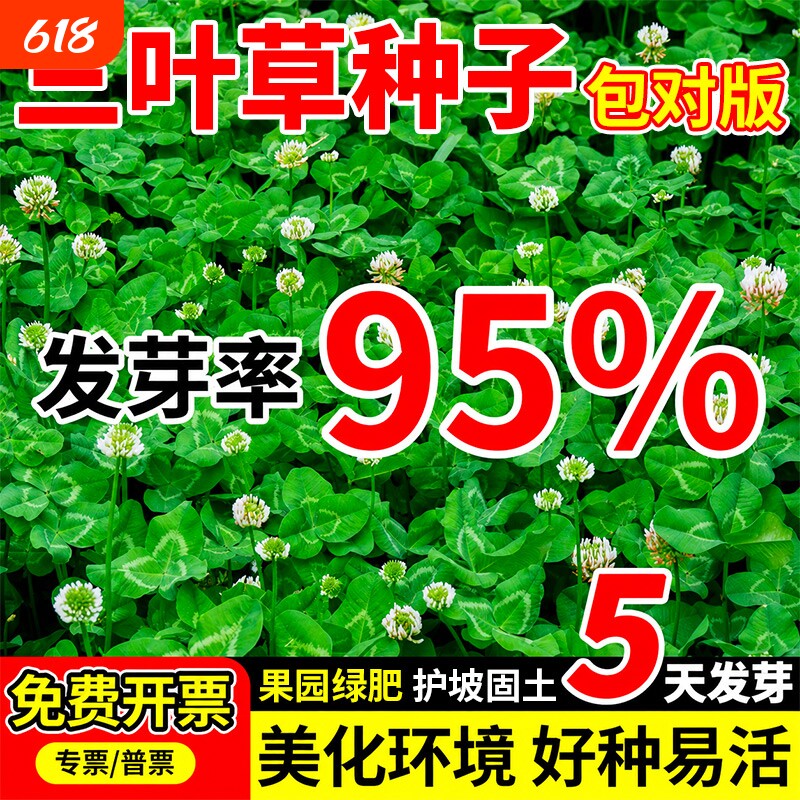 三叶草种子红三叶种籽耐寒耐旱绿化四季常青草坪草籽牧草净籽