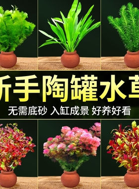 水草鱼缸造景摆件增氧阴性水培榕绿菊蜈蚣草净水定植陶罐水草套餐