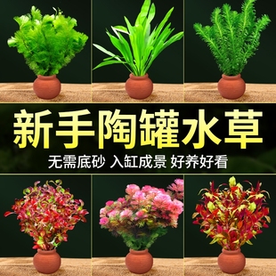 水草鱼缸造景摆件增氧阴性水培榕绿菊蜈蚣草净水定植陶罐水草套餐
