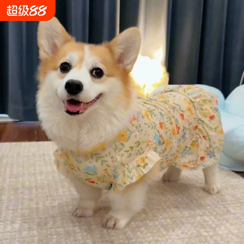 夏天小狗放掉毛衣服！										