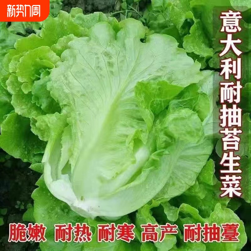 意大利生菜四季种子冬春蔬菜籽蔬菜种茼蒿大白菜种植菠菜奶油耐寒