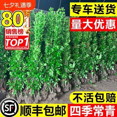 冬青树苗围墙篱笆植物大叶北海道黄杨苗四季常青耐寒庭院绿篱绿化
