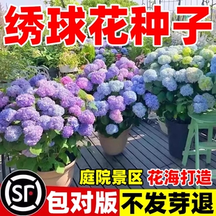 绣球花种籽子四季播种开花多年生花籽种植庭院易活盆栽重瓣菊花