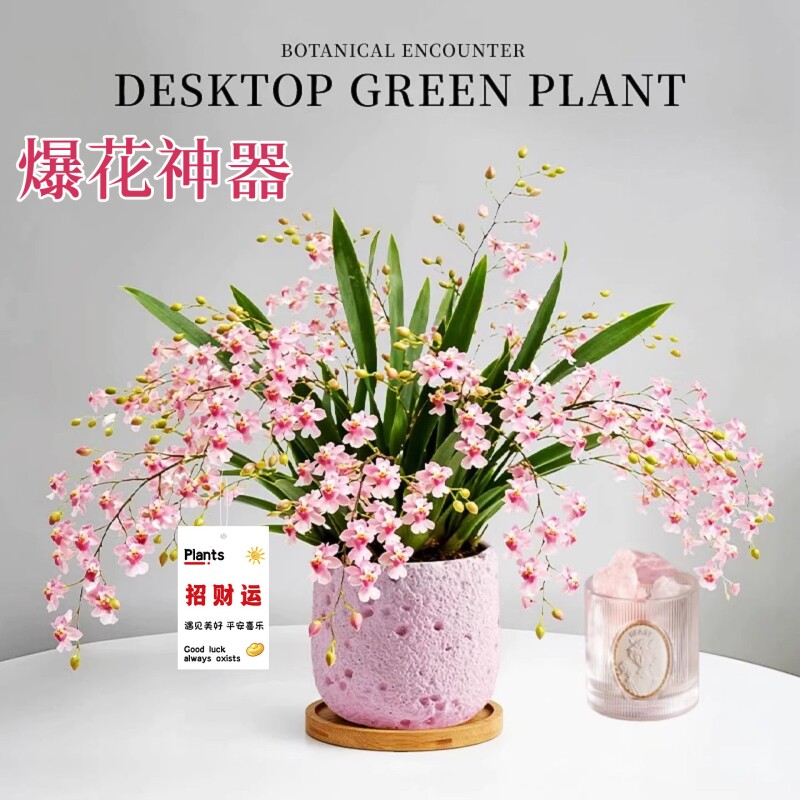 香水梦香文心兰带花苞盆栽办公室桌面小绿植室内盆栽植物四季好养