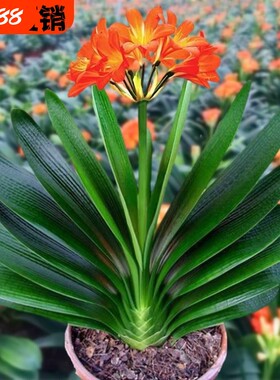 6年大苗精品君子兰盆栽花卉植物室内花好养的花当年开花客厅带盆