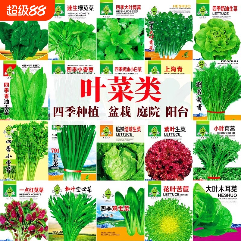 四季奶油生菜种子阳台种植四季播儿童种植小盆栽蔬菜口感好有机籽
