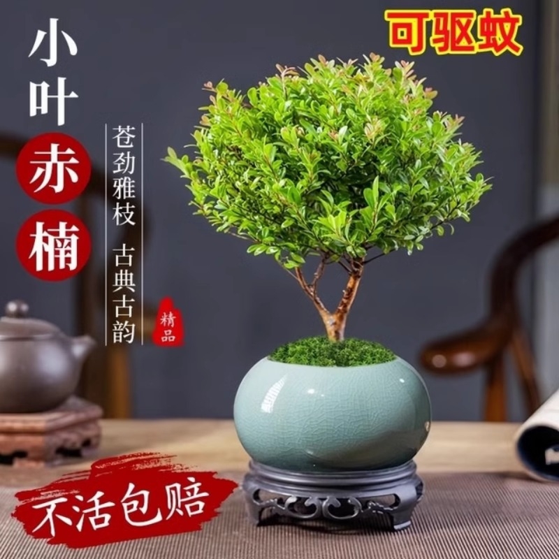小叶赤楠老桩盆景客厅办公室内桌面盆栽耐阴绿植物四季常青微景观