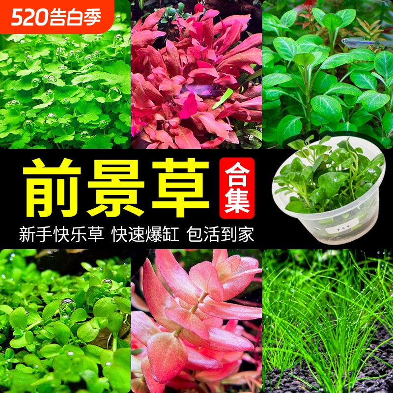 鱼缸前景草水草植物爬地矮珍珠真草造景阴性无菌杯牛毛草迷你矮